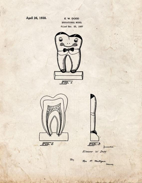 Tooth Educational Model Patent Print