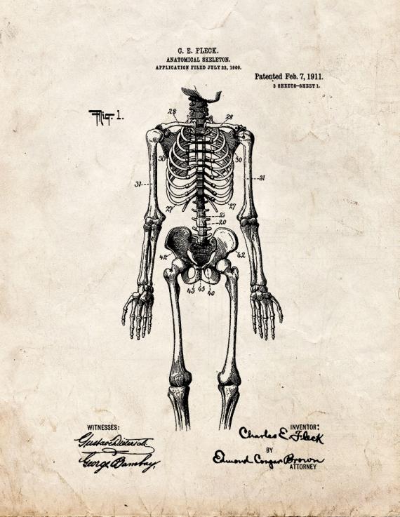 Anatomical Skeleton Patent Print
